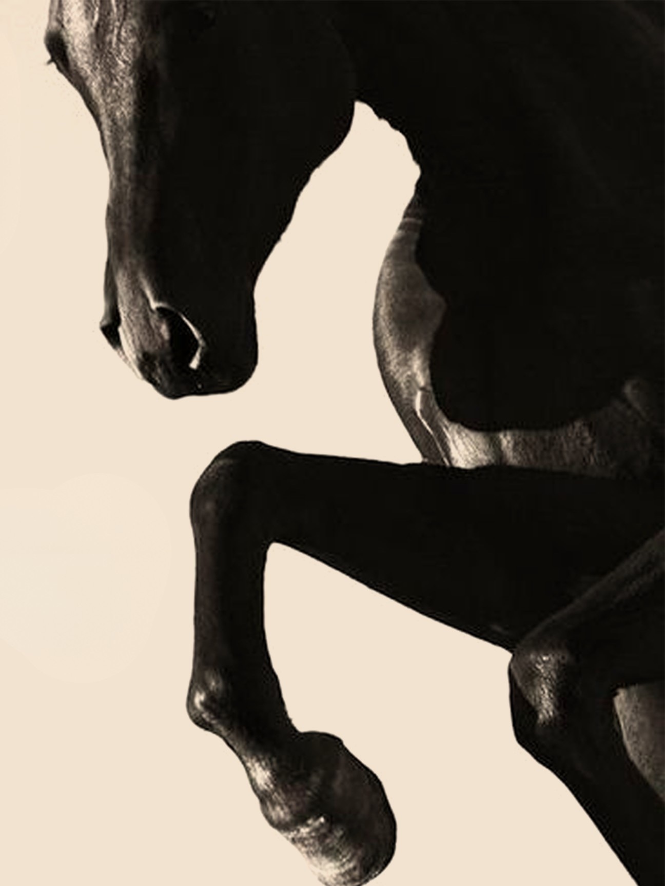 A black Arabian horse in motion, photographed against warm sand
